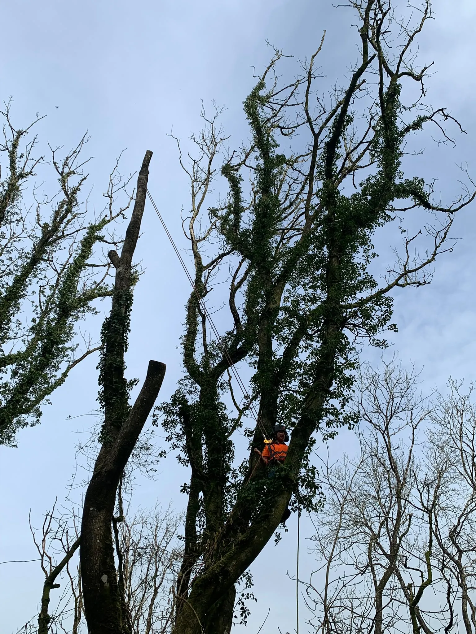 Ifan roped in, working through the crown of a large tree