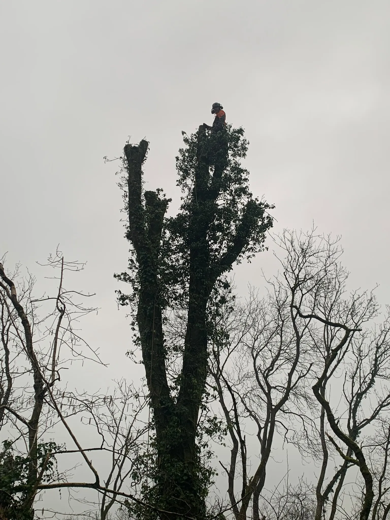 Ifan at the top of an ivy-covered tree, taking it down in sections