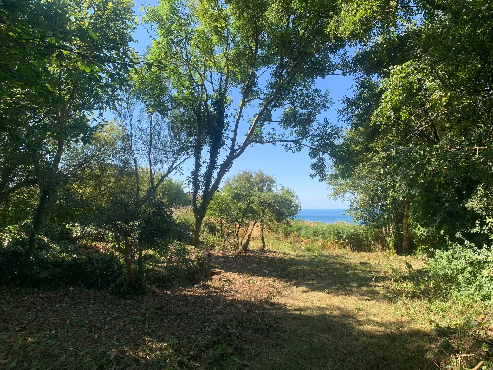 After: overgrown garden cleared