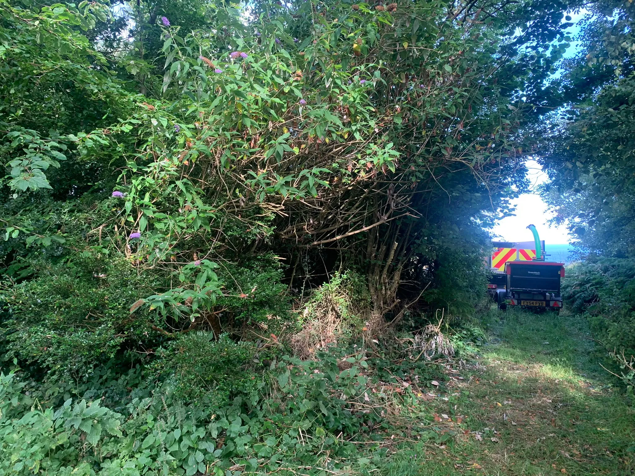 Before: overgrown garden cleared