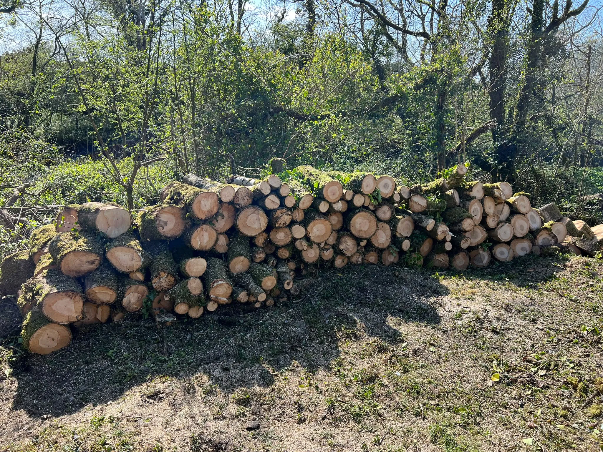 Felled timber cut and stacked in a woodland clearing