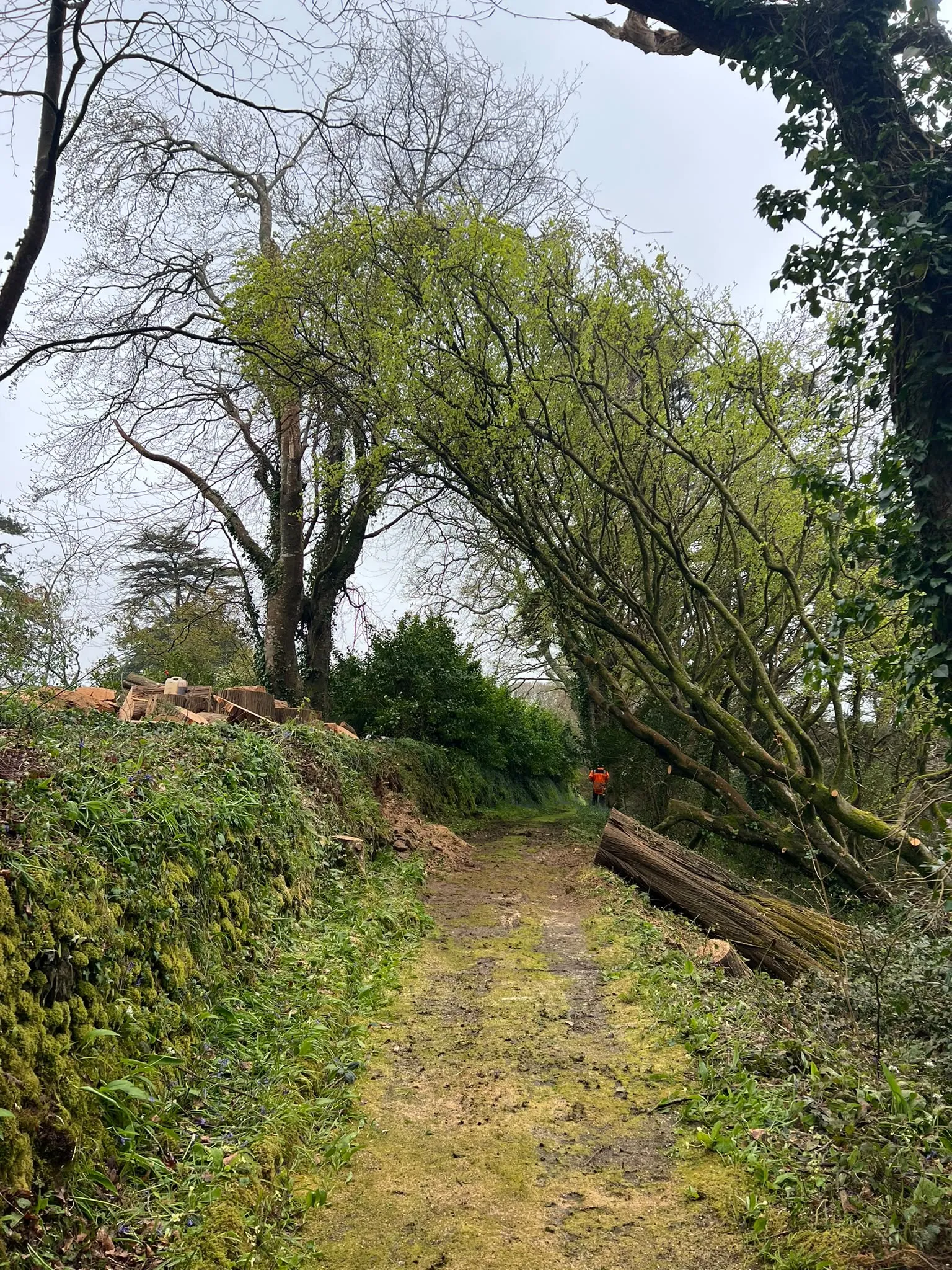 After: wind-blown trees cleared from a path