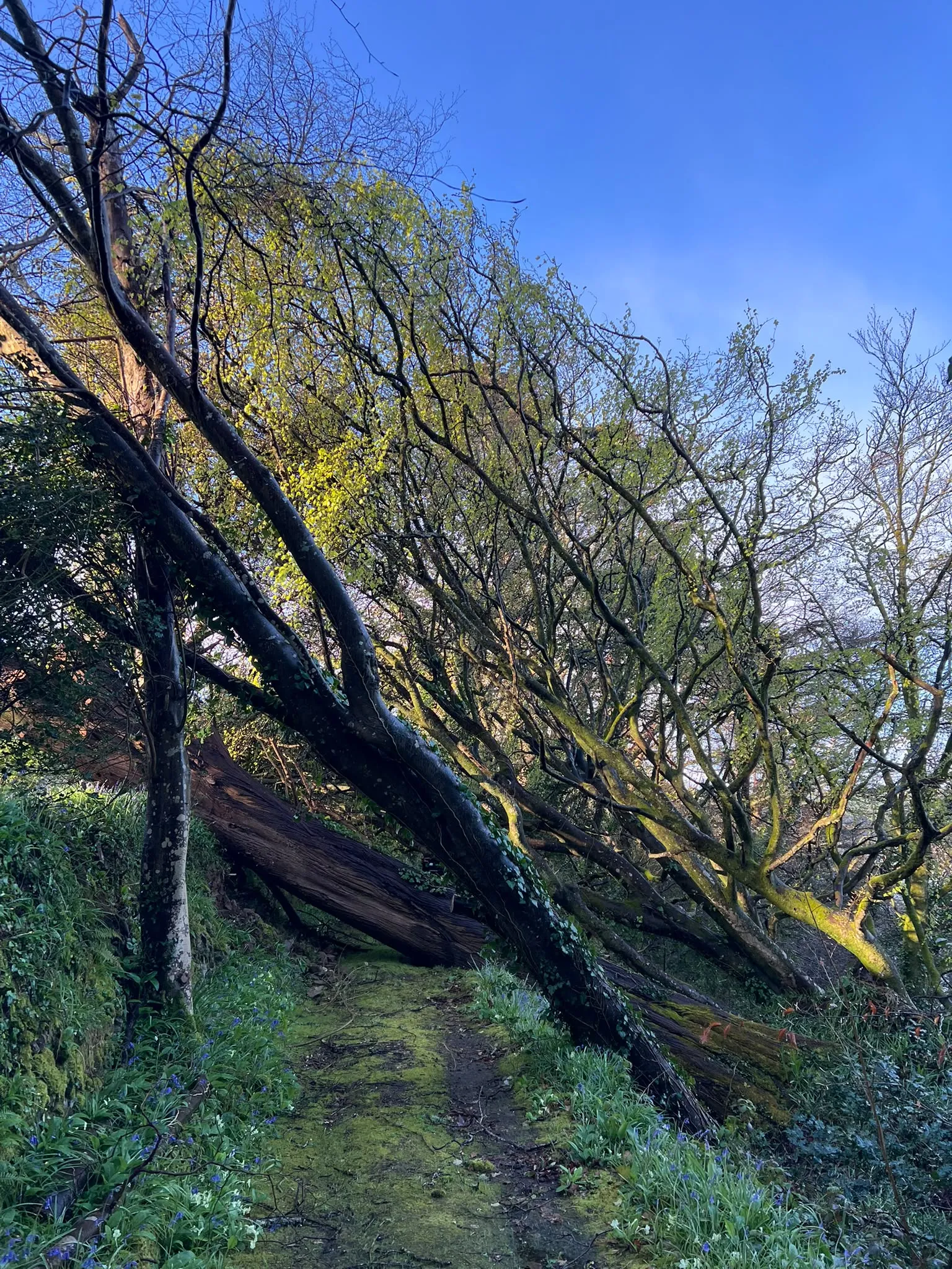 Before: wind-blown trees cleared from a path
