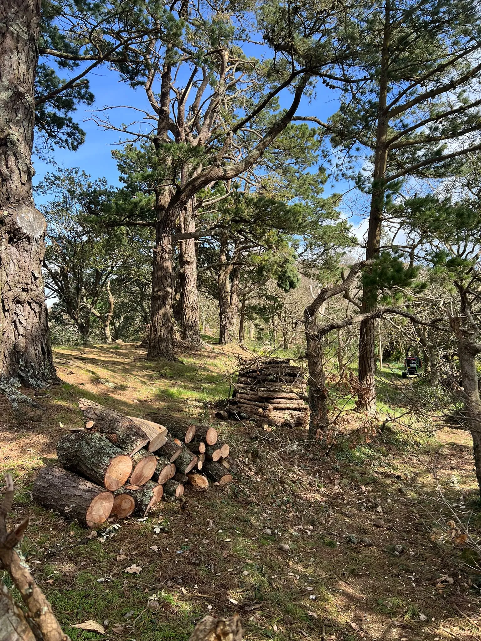 Timber stacked among pines after thinning