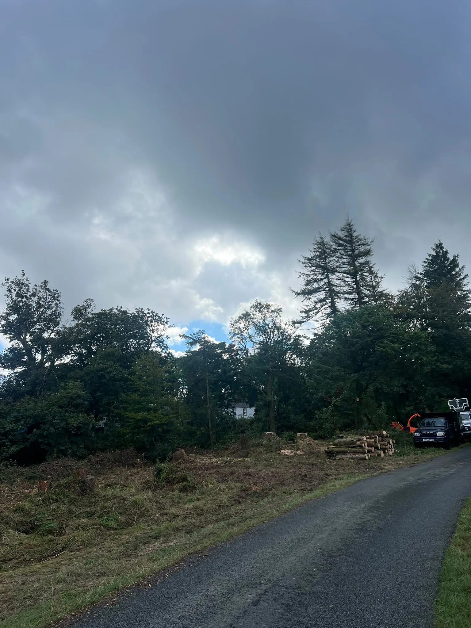 After: dangerous roadside spruce trees felled