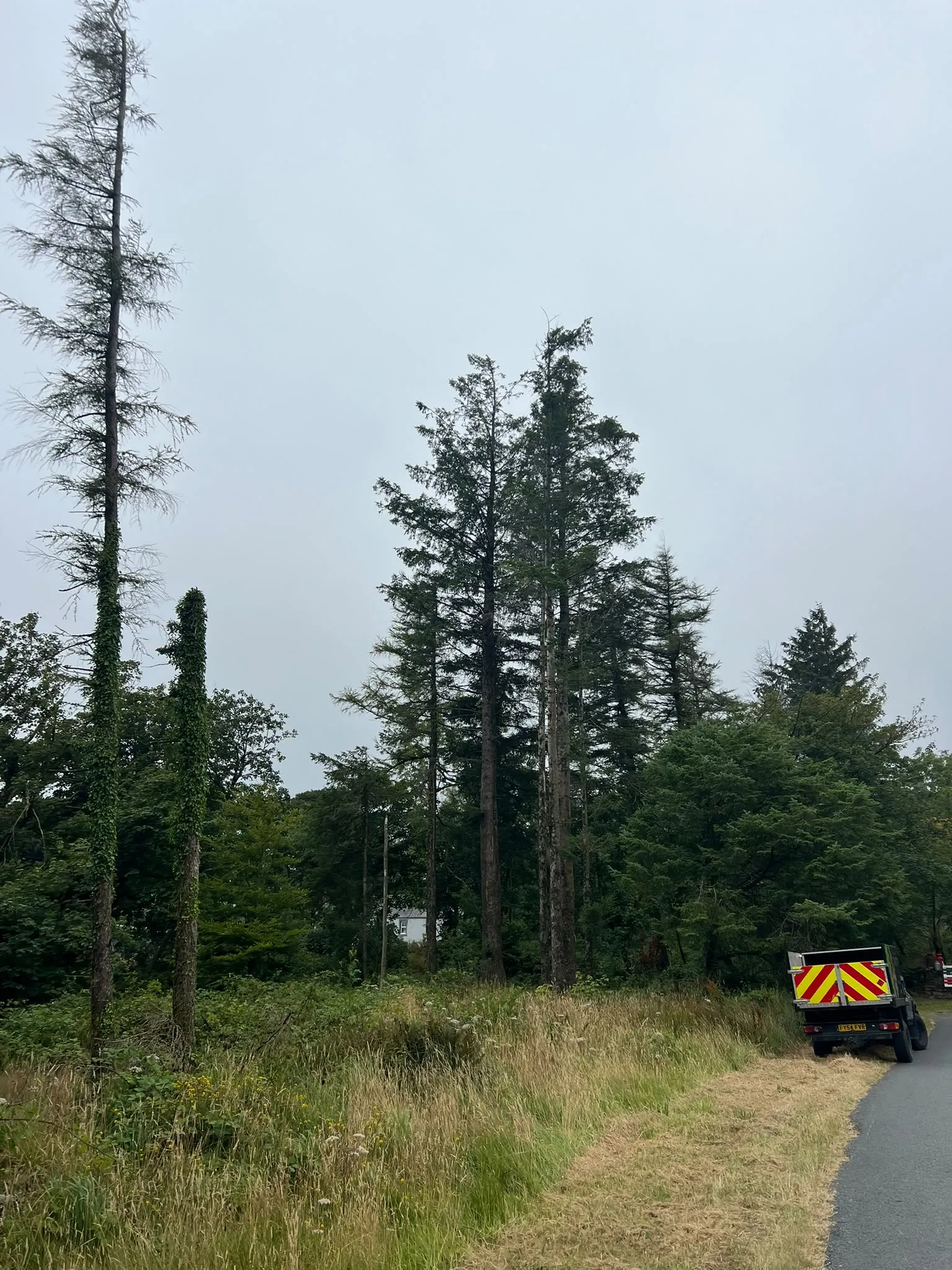 Before: dangerous roadside spruce trees felled